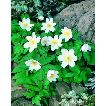 Picture of Anemone - Wood (Anemone nemorosa)